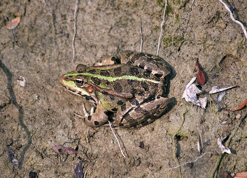 Pelophylax kurtmuelleri o ridibundus